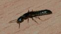 Xantholini tribe (a Rove Beetle).jpg